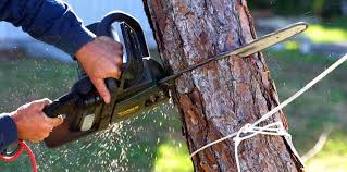 Best Tree Trimming and Pruning  in Old Miakka, FL